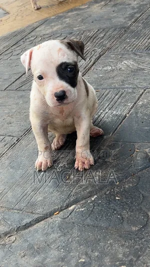1-3 months Female Purebred American Pit Bull Terrier