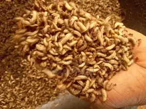 BSF Larvae