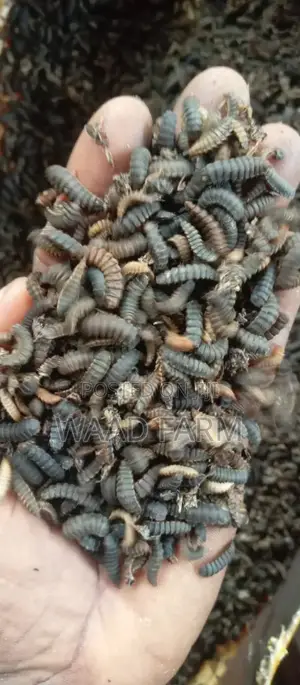 BSF Larvae
