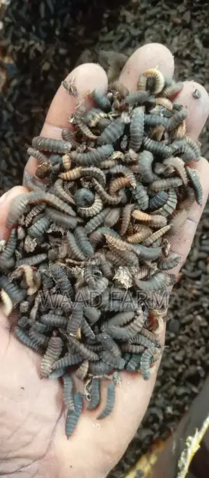 BSF Larvae