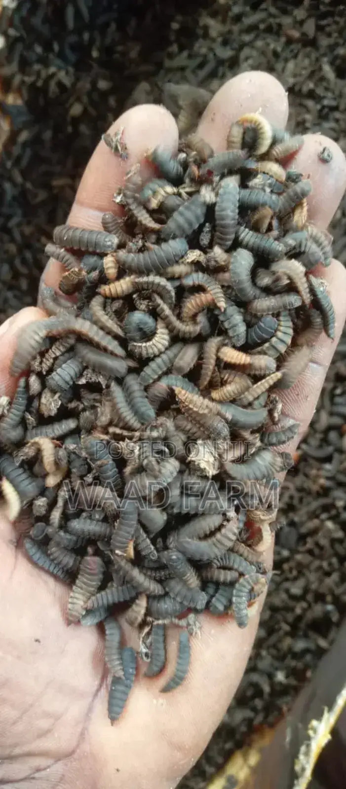 BSF Larvae