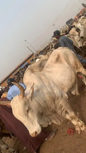 Healthy Cow for Sale – Vaccinated Well Fed"