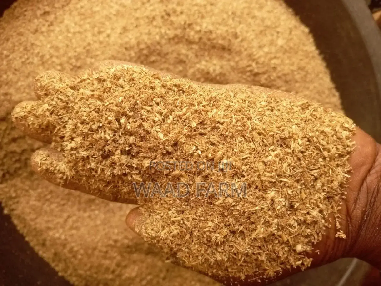 Spent Grain(Brewery Waste)