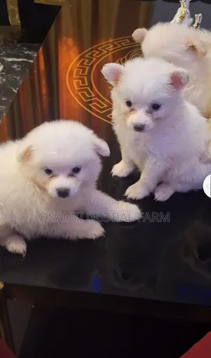 0-1 month Male Purebred American Eskimo