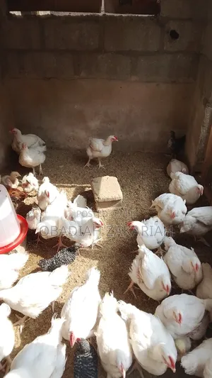 Broiler Chicken