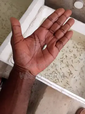 Tilapia Seedlings,Broodstock and Tablesize