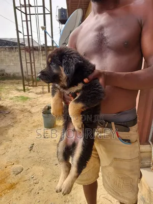 3-6 months Female Purebred German Shepherd