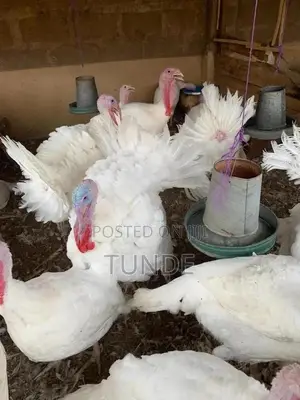 Live Foreign Turkey 10-18kg Each