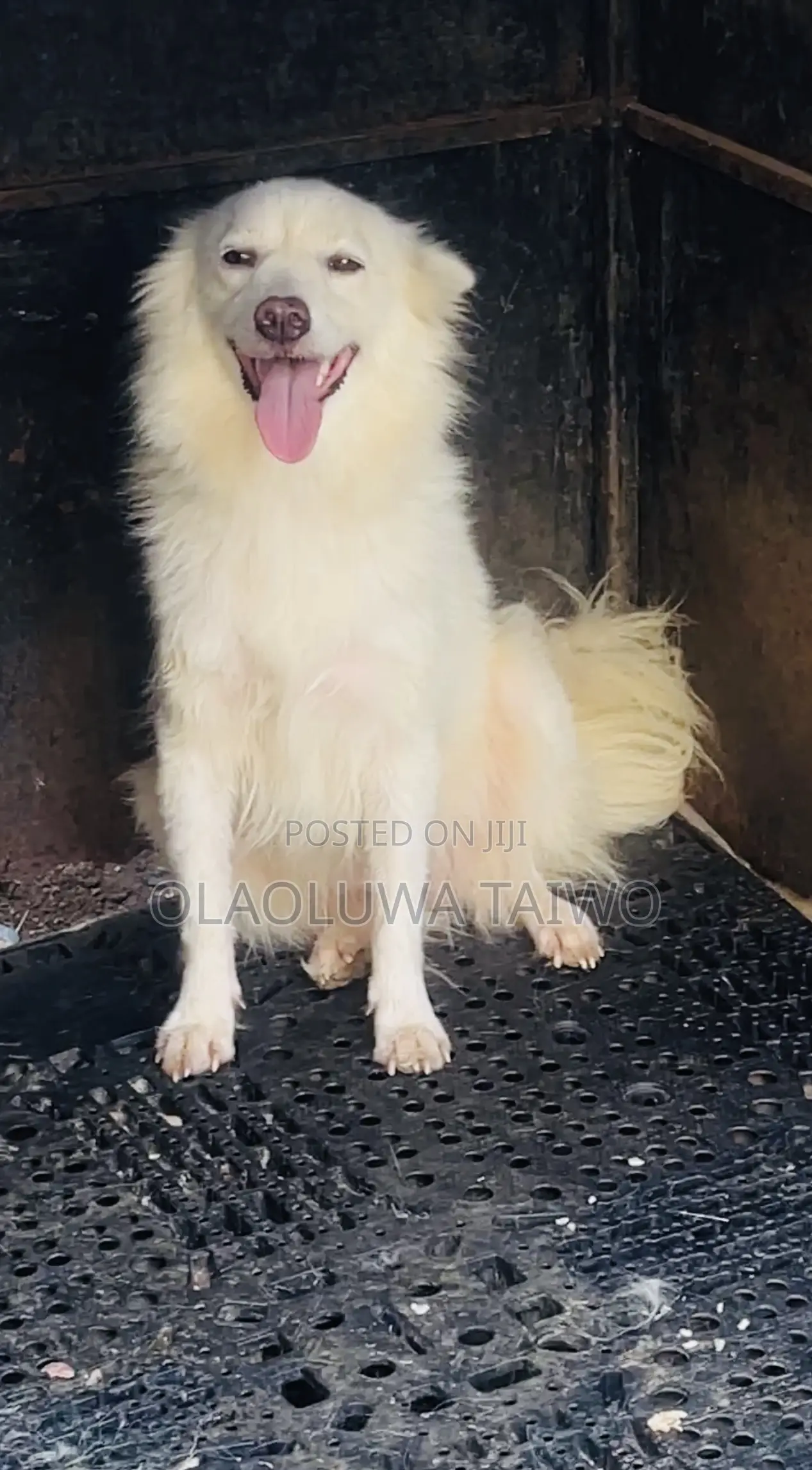 1+ year Female Purebred American Eskimo