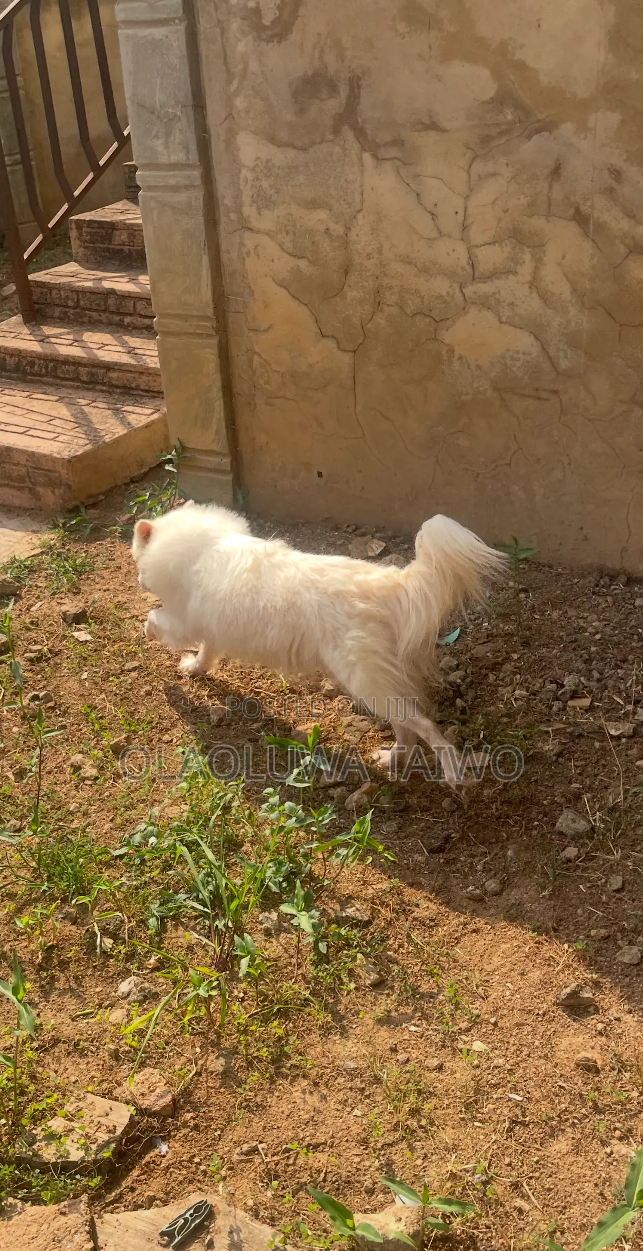 1+ year Female Purebred American Eskimo