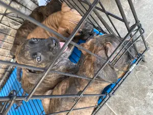 1-3 months Female Purebred Boerboel