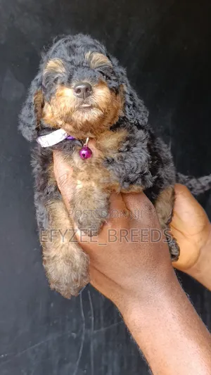 1-3 months Male Purebred Poodle