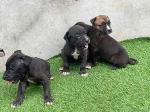 1-3 months Female Purebred American Pit Bull Terrier