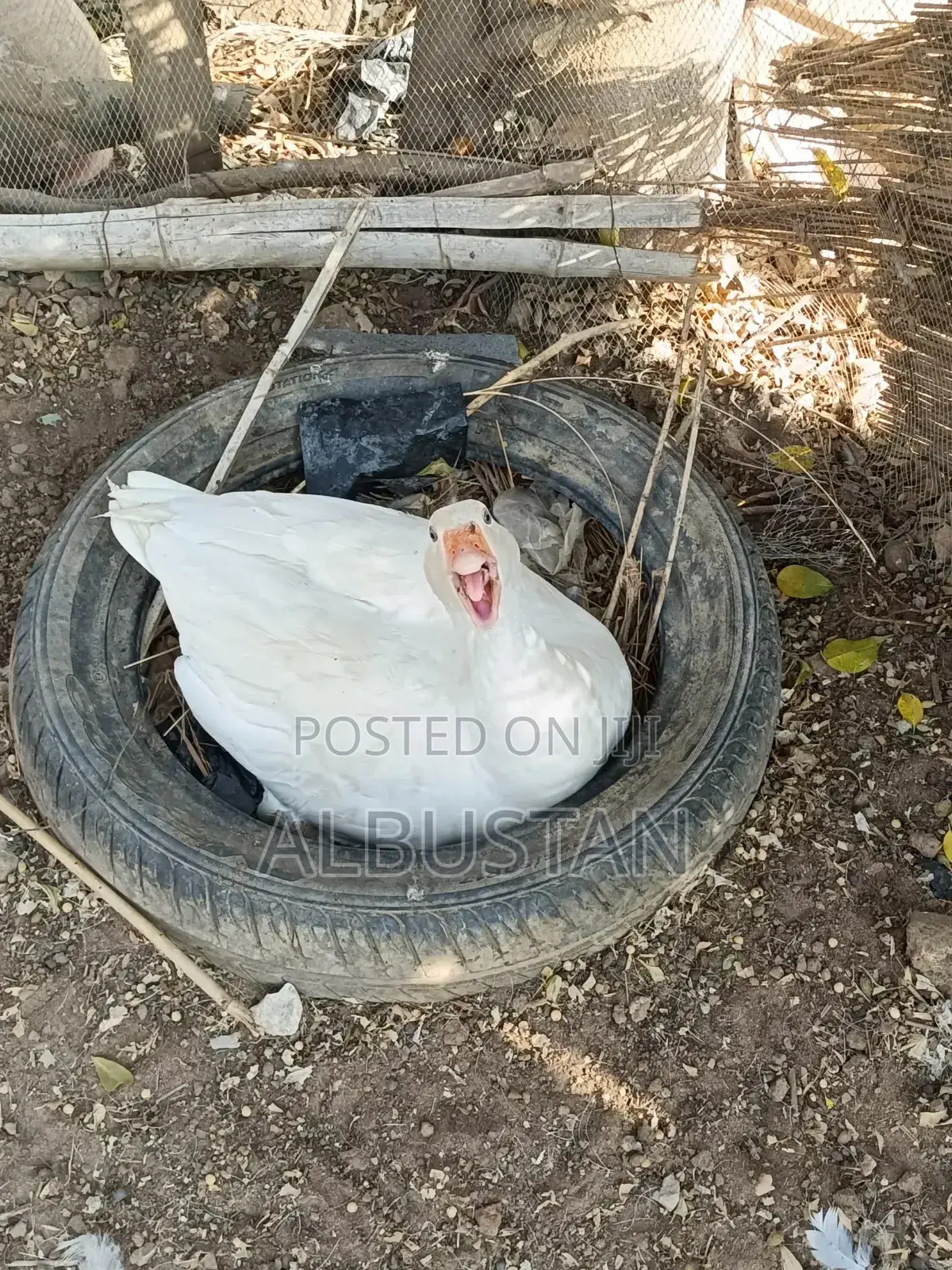 Foreign Geese
