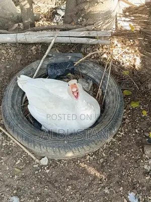 Foreign Geese