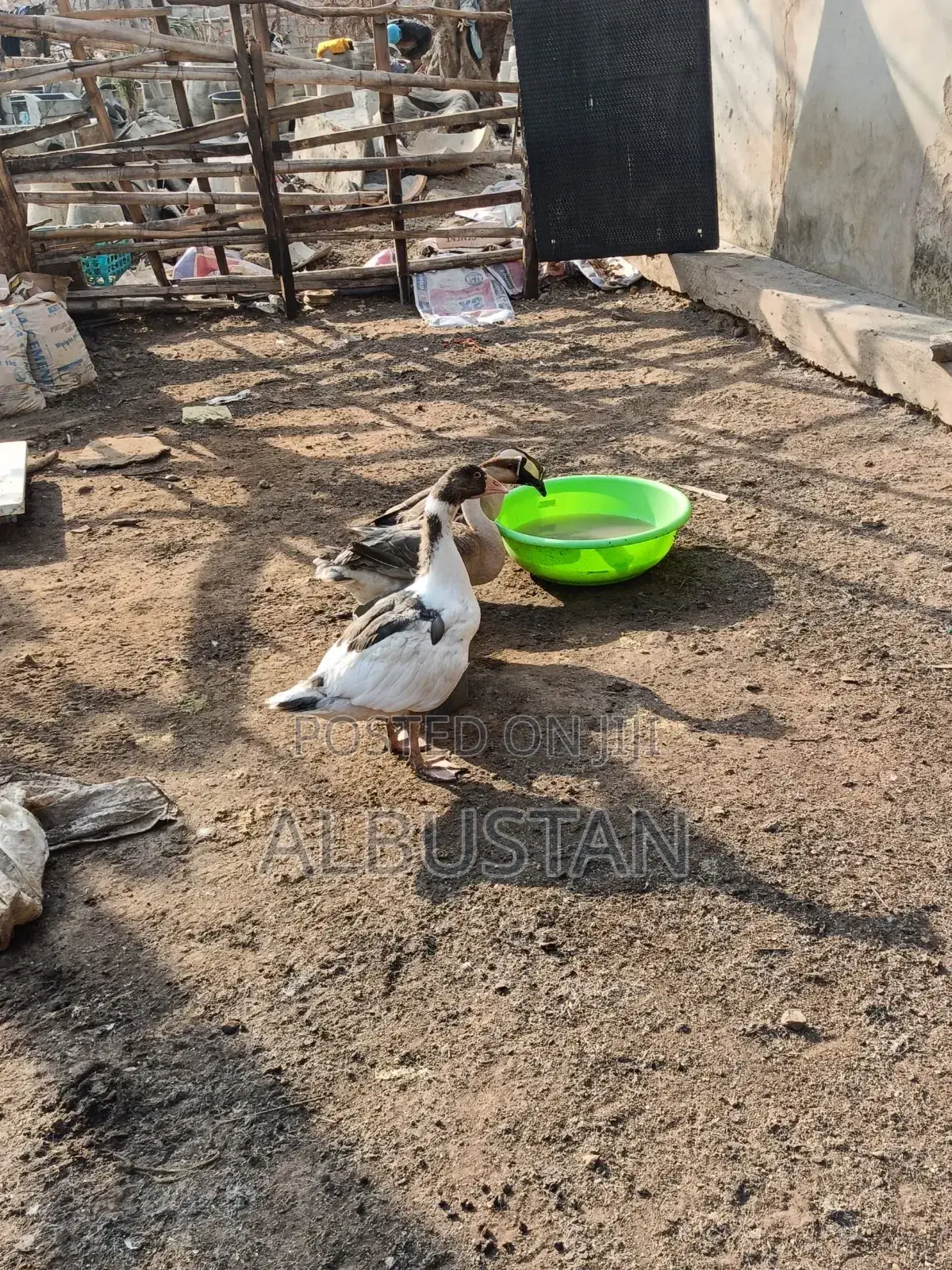 Foreign Geese