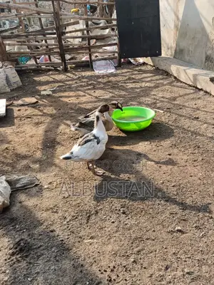 Foreign Geese