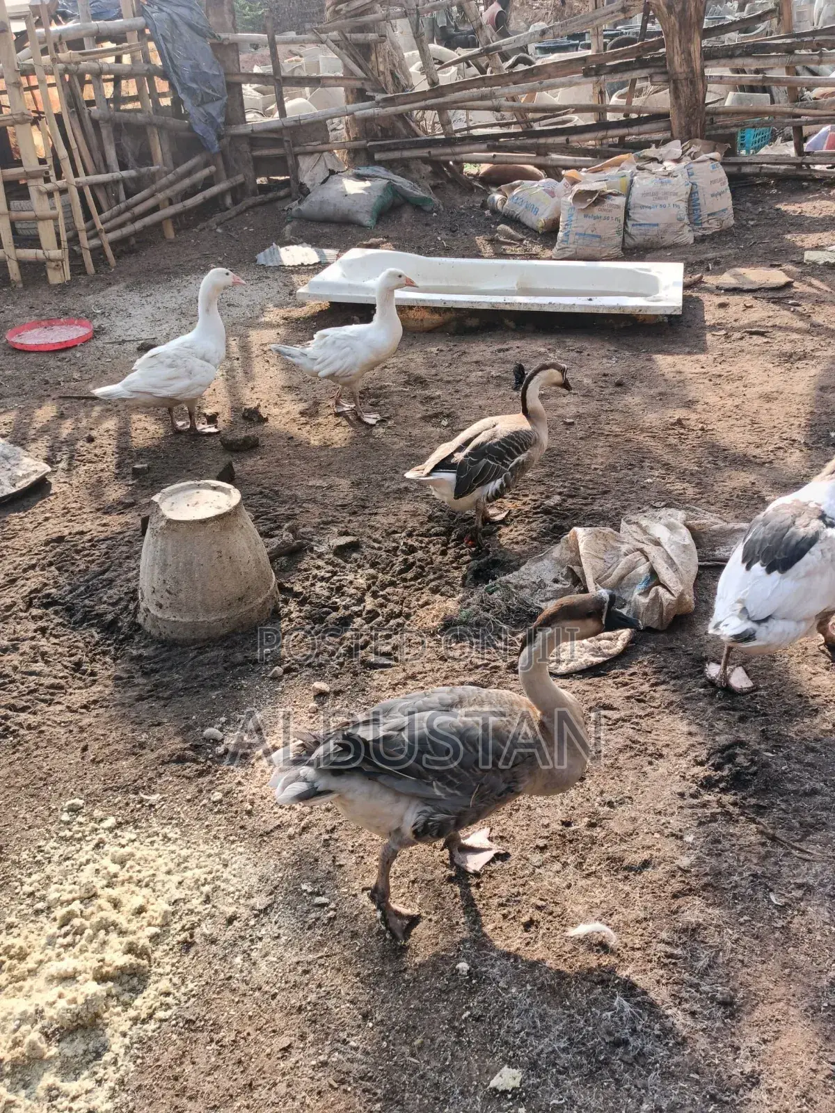 Foreign Geese