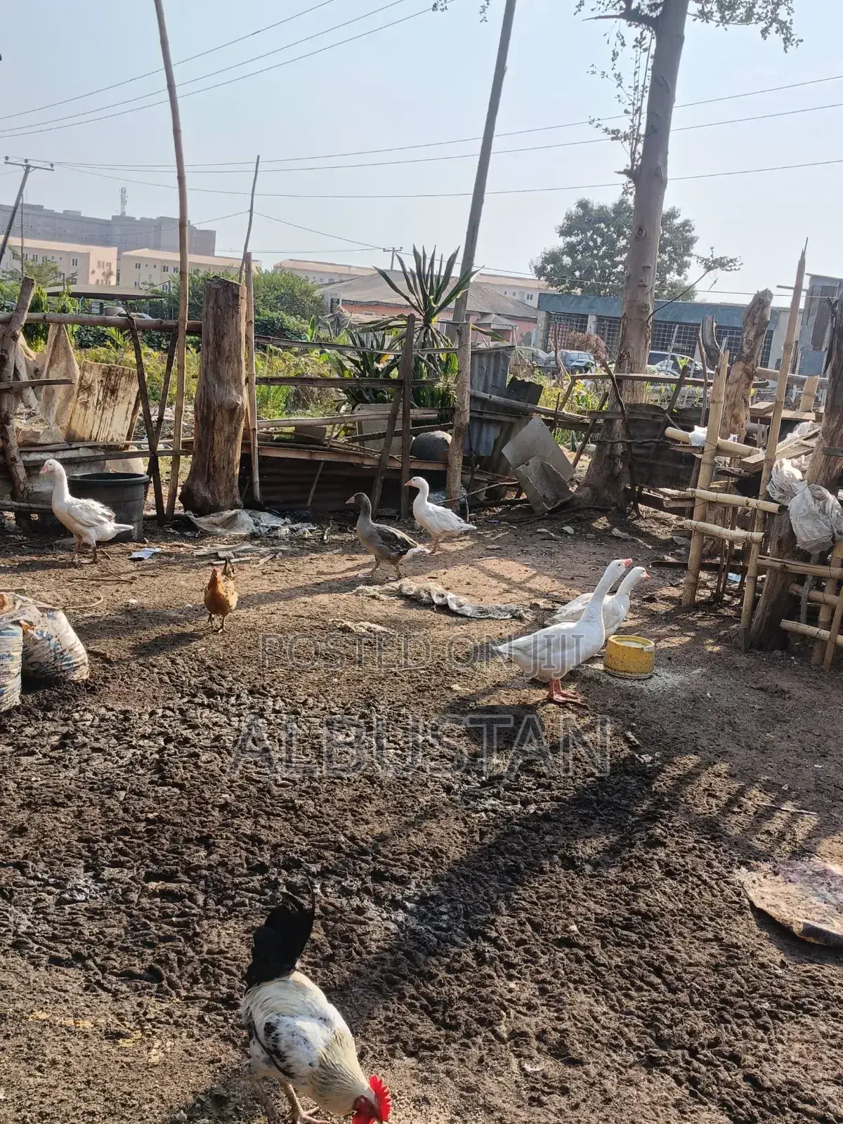 Foreign Geese