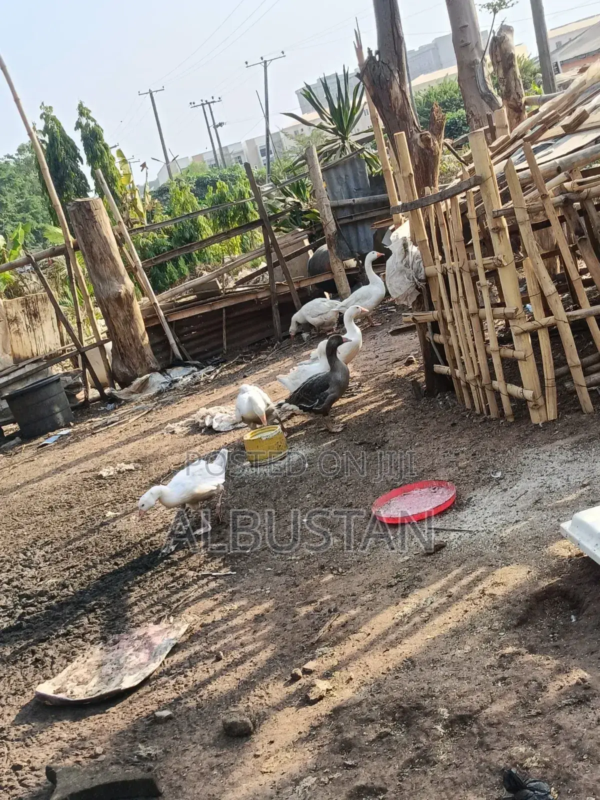 Foreign Geese