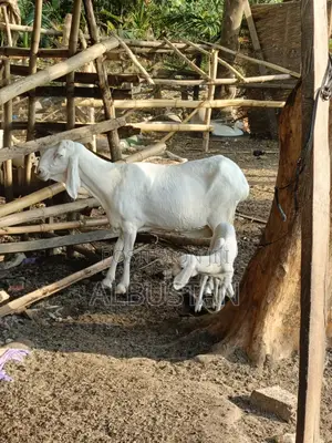 Ballami Sheep