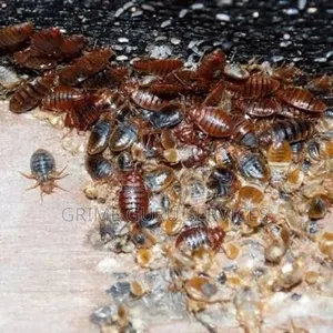 Bedbug Treatment Services