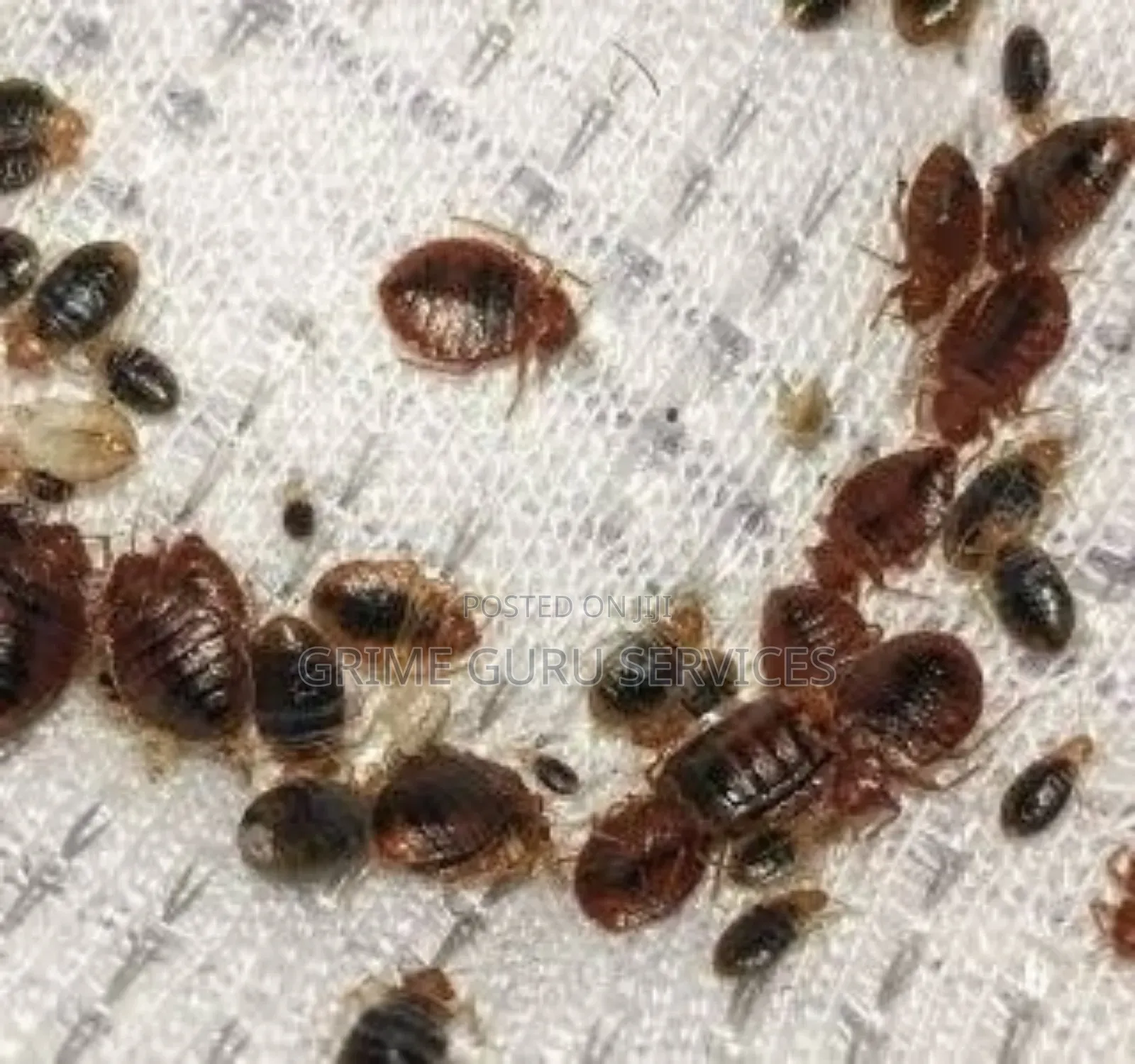 Bedbug Treatment Services