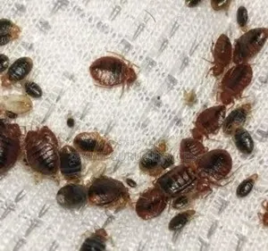 Bedbug Treatment Services