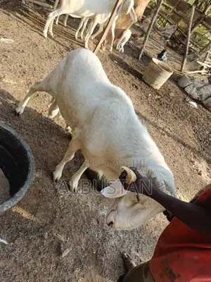 Full Breed Ram