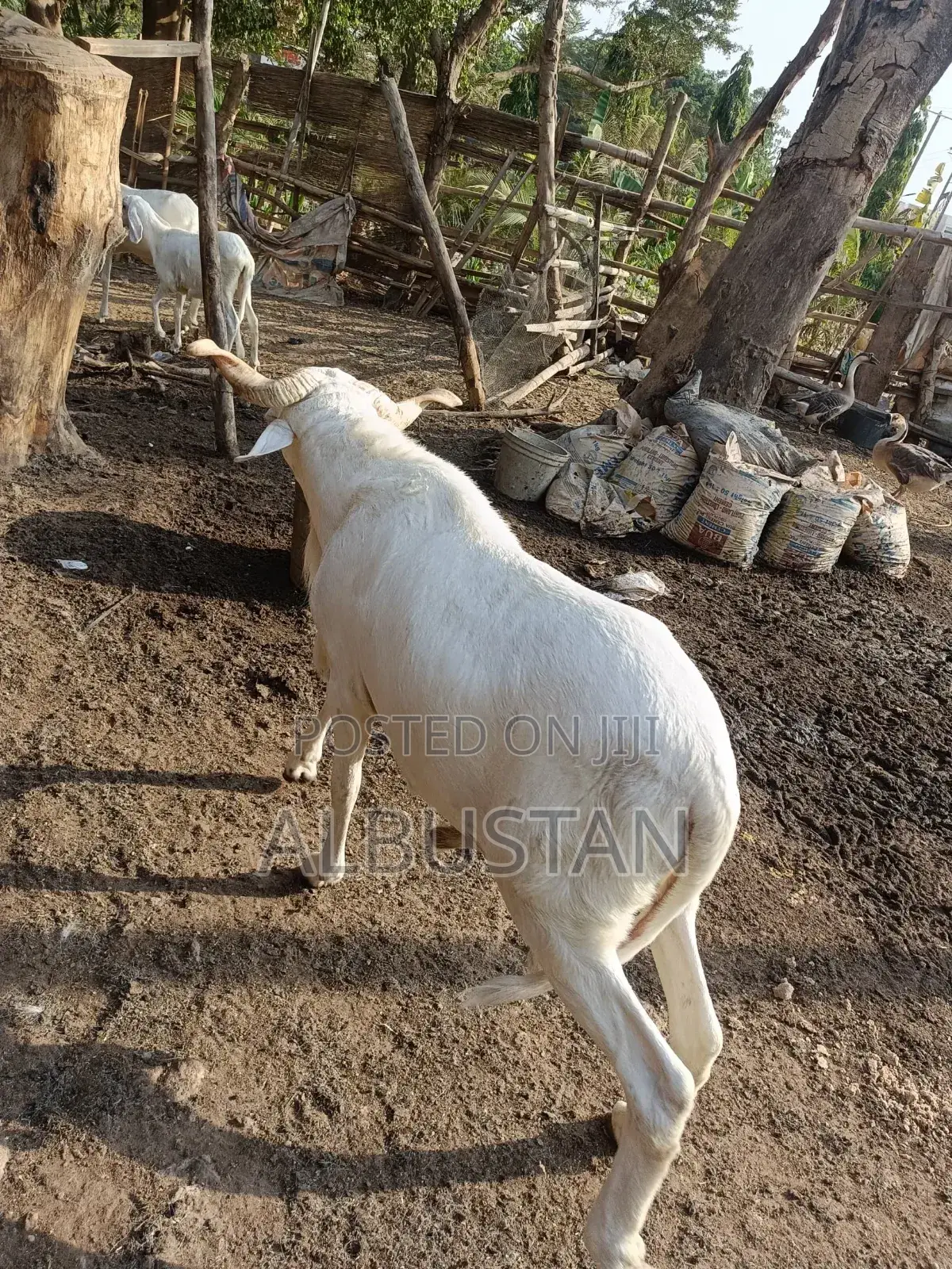 Full Breed Ram