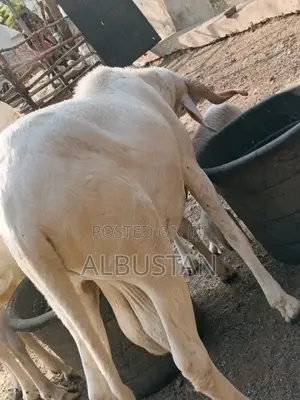 Full Breed Ram