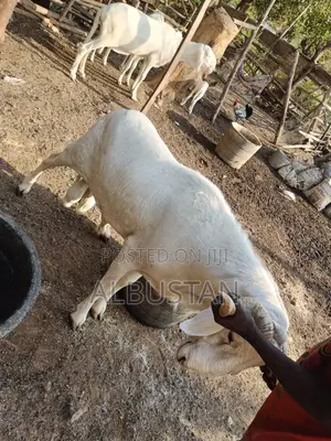 Full Breed Ram