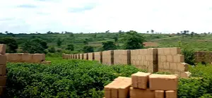 You’Re Still Early — St. Kitts, Ibusa Expansion