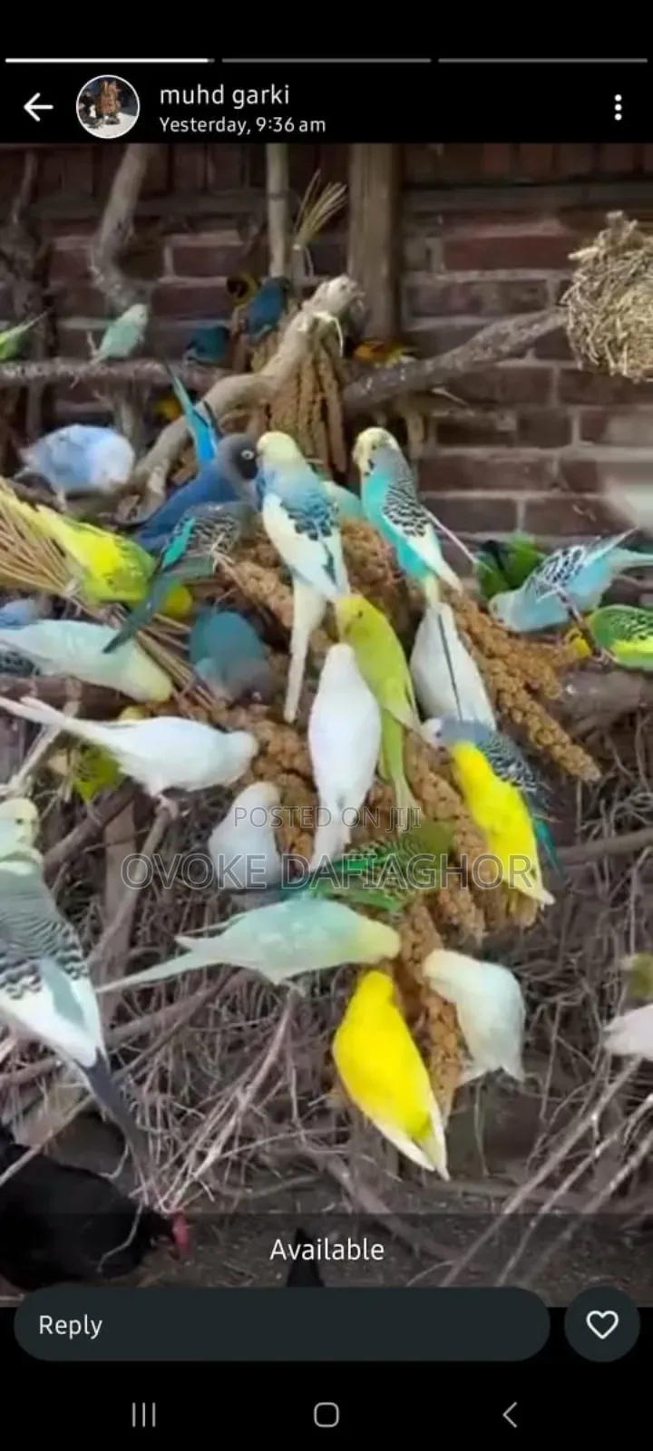 Buldgy Birds