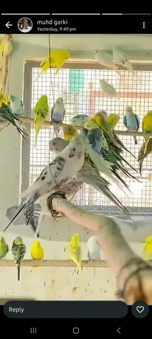 Buldgy Parrot