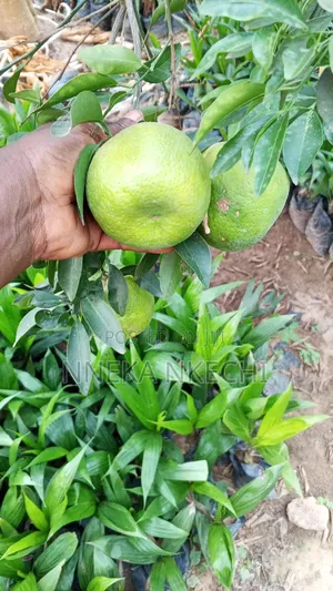 Grafted Tangerine Seedlings
