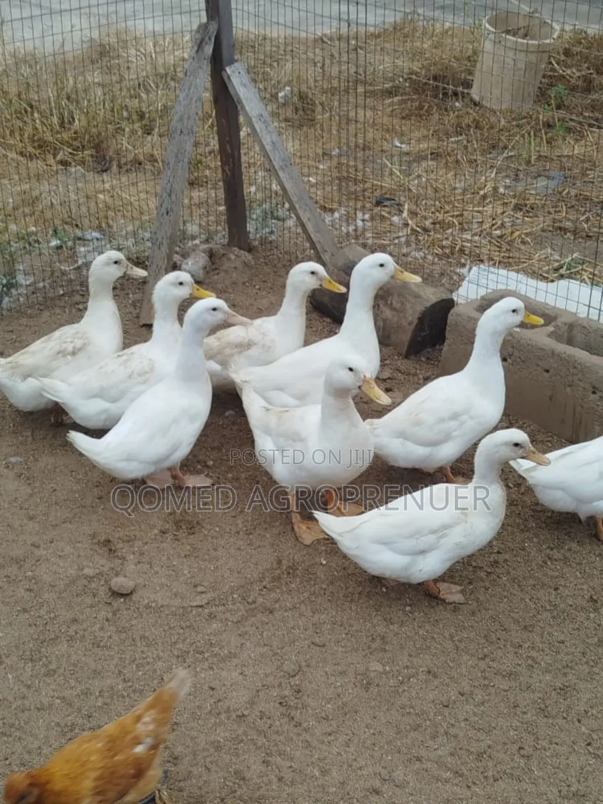 Pekin Duck
