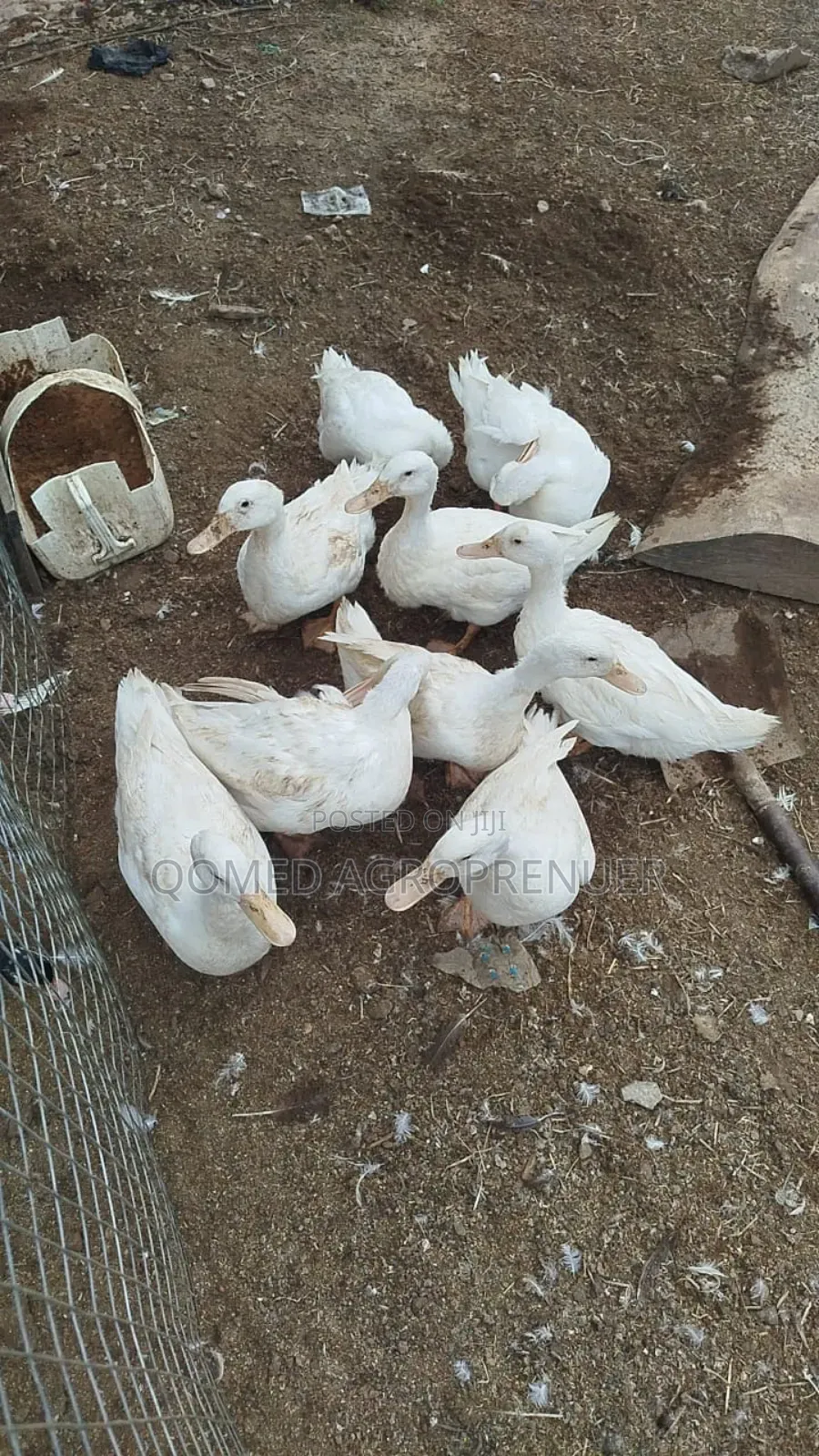 Pekin Duck