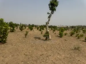 Apo Hectare 250m