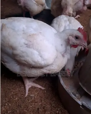 Broilers for Sale