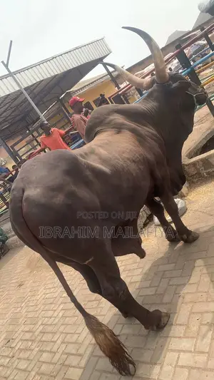 Healthy Red Bunaji Cow for Sale – ₦3,500,000