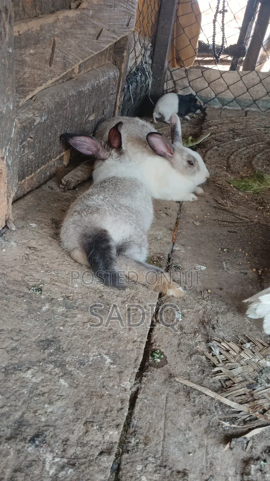 Adult Rabbits