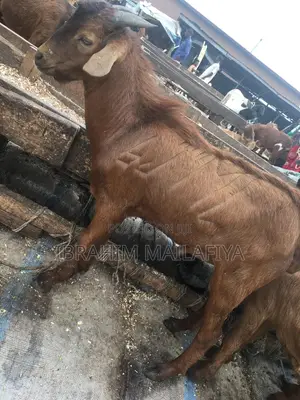 Healthy Nigerian Goats - Ready for Sale/Events