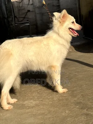 6-12 months Female Purebred American Eskimo