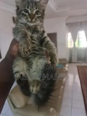 3-6 months Female Mixed Breed Persian