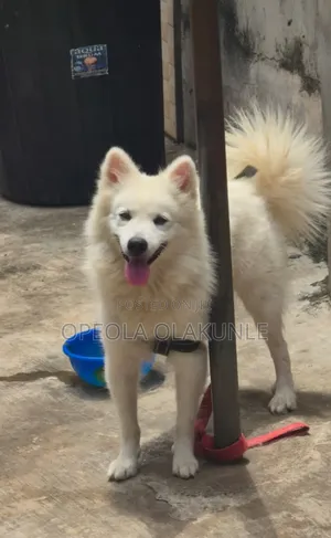 1+ year Male Purebred American Eskimo