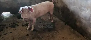 Matured Pigs And Piglets