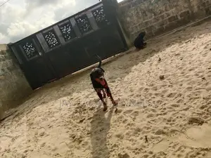 1+ year Male Purebred Rottweiler