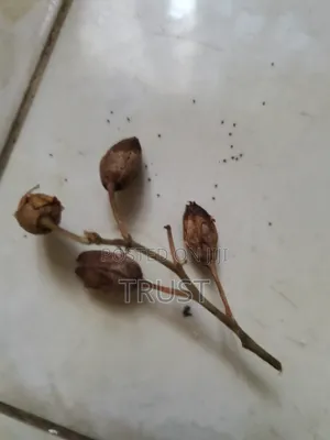 Tobacco Seeds