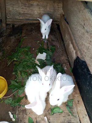 Bunnies Rabbit